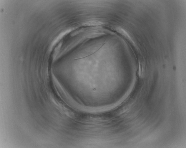 X0000075890531200610062055