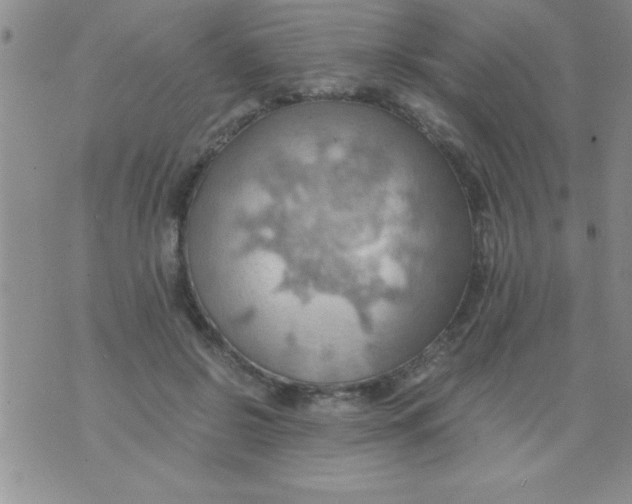 X0000075890550200610062055