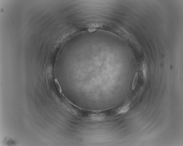 X0000075890556200610062055