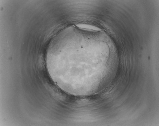 X0000075890594200610062055