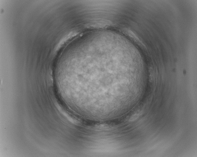 X0000075890634200610062054