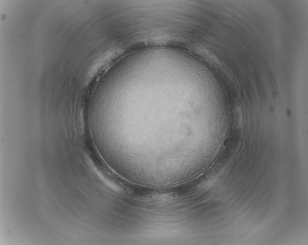 X0000075890638200610062054