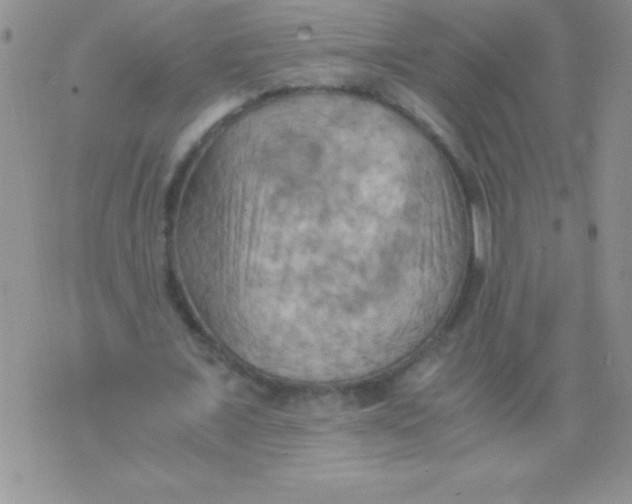 X0000075890675200610062053