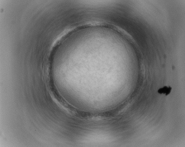 X0000075890730200610062052