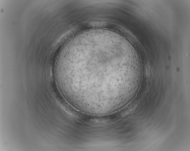 X0000075890733200610062052