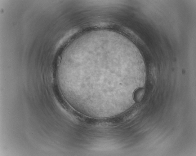 X0000075890734200610062052