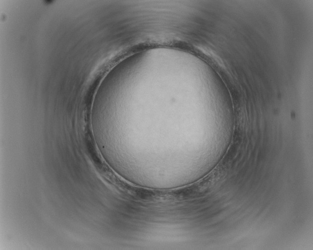 X0000075890736200610062052