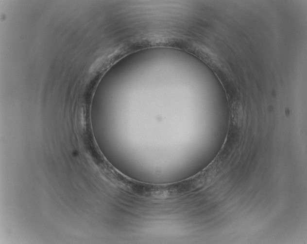 X0000075890740200610062052