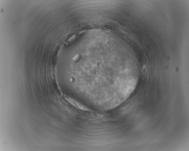 X0000075890772200610062052