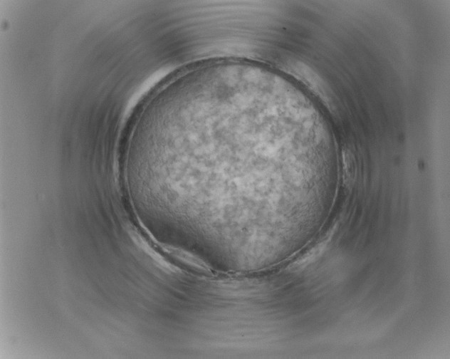 X0000075890780200610062052