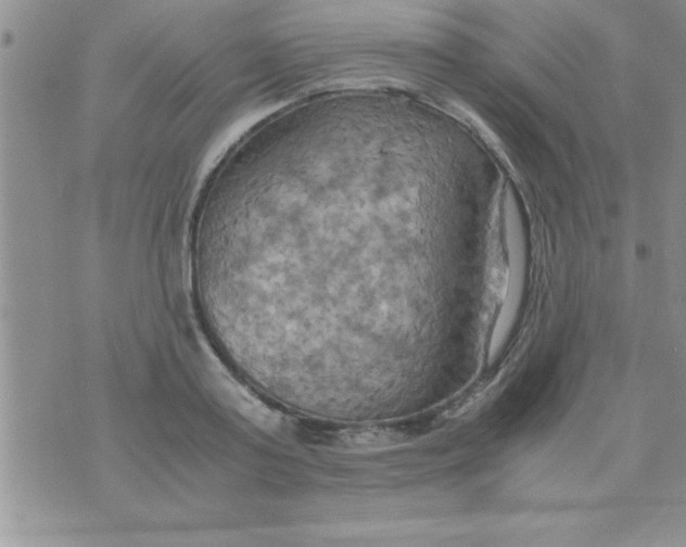 X0000075890795200610062051