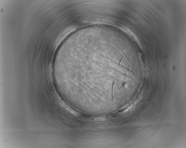 X0000075890798200610062051