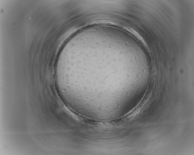 X0000075890799200610062051