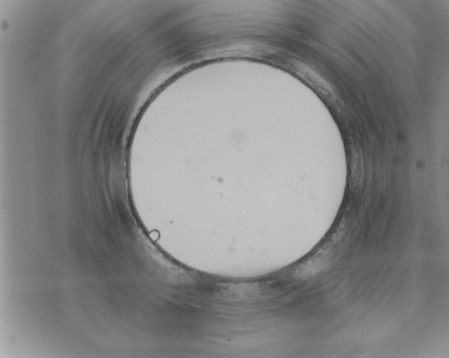 X0000075890800200610062051