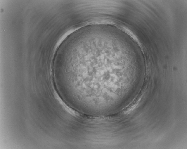 X0000075890803200610062051