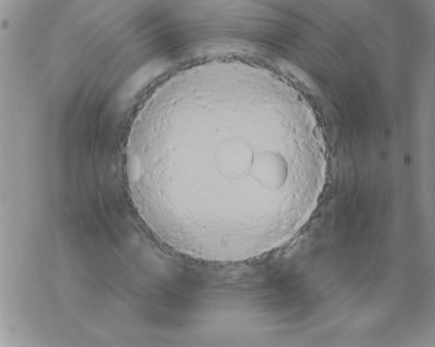 X0000075890824200610062050