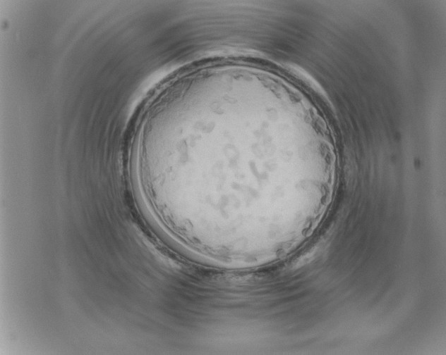 X0000075890831200610062051