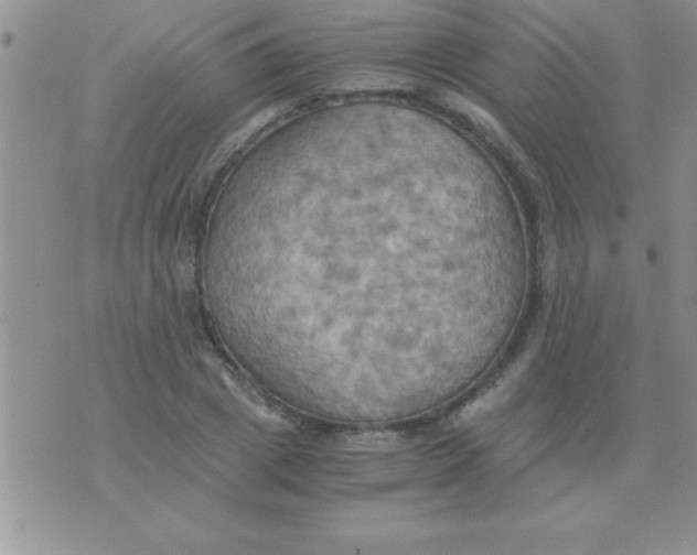 X0000075890833200610062051