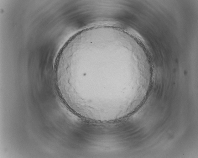 X0000075890836200610062051