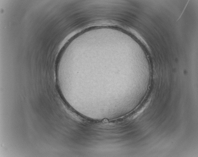 X0000075890837200610062051