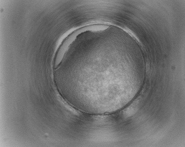 X0000075890854200610062051