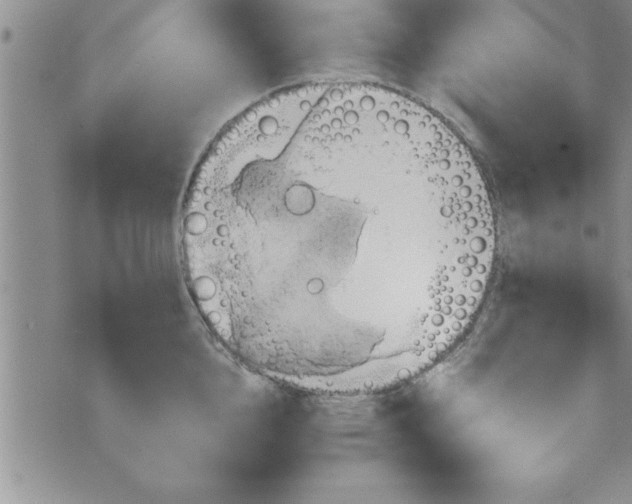 X0000075890856200610062051