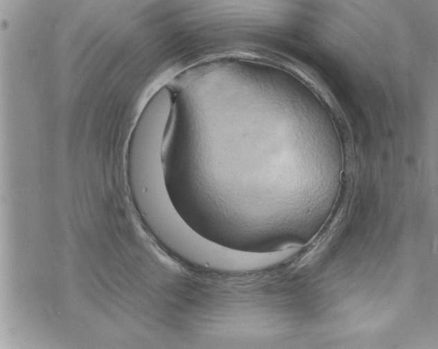 X0000075890858200610062051