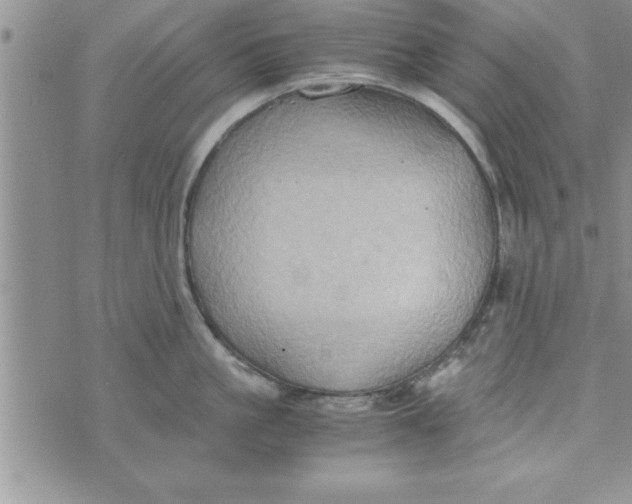 X0000075890861200610062051