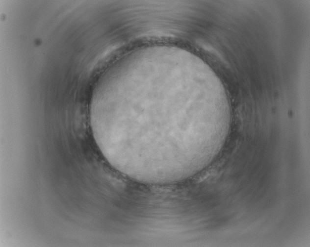 X0000075890870200610062050