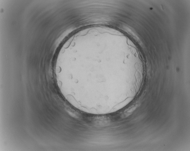 X0000075890883200610062050