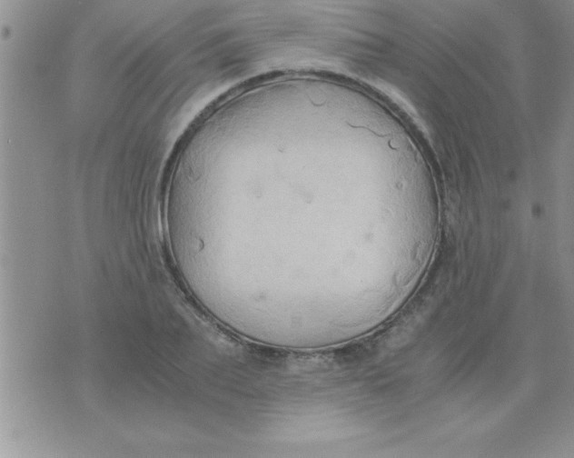 X0000075890887200610062050