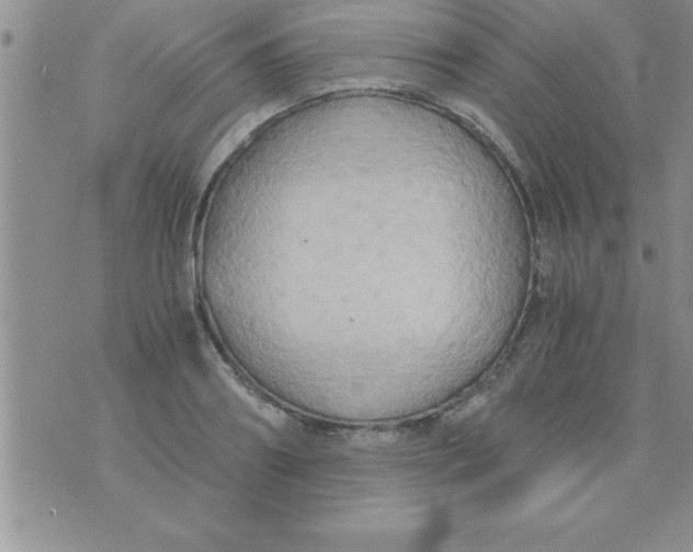 X0000075890890200610062050