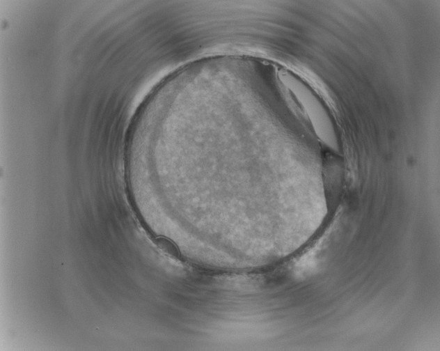 X0000075890896200610062050