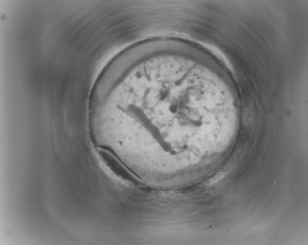 X0000075890903200610062050