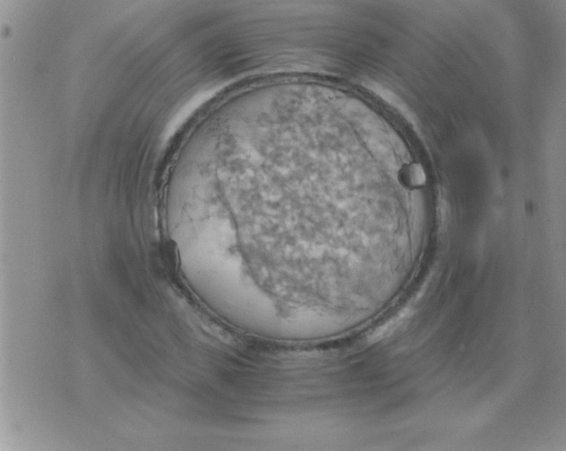 X0000075890925200610062049