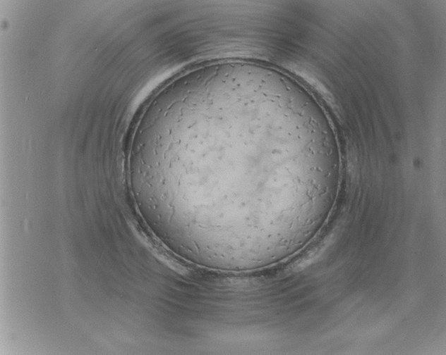 X0000075890933200610062049