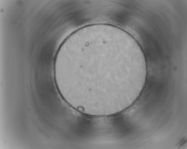 X0000075890950200610062049