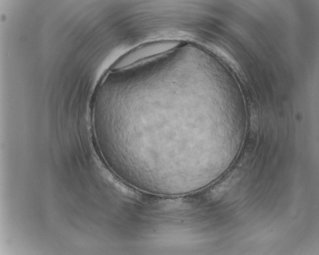 X0000075890990200610062048