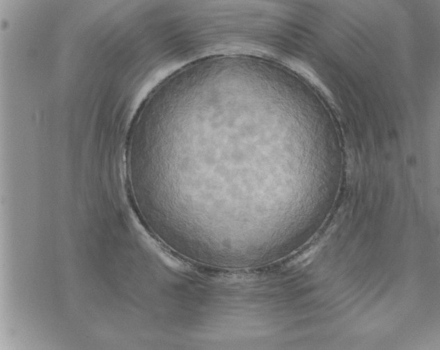 X0000075891040200610062048