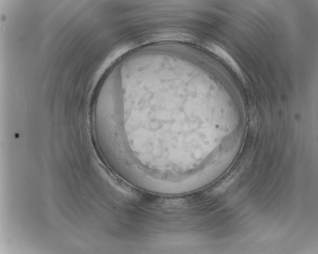 X0000075891043200610062048