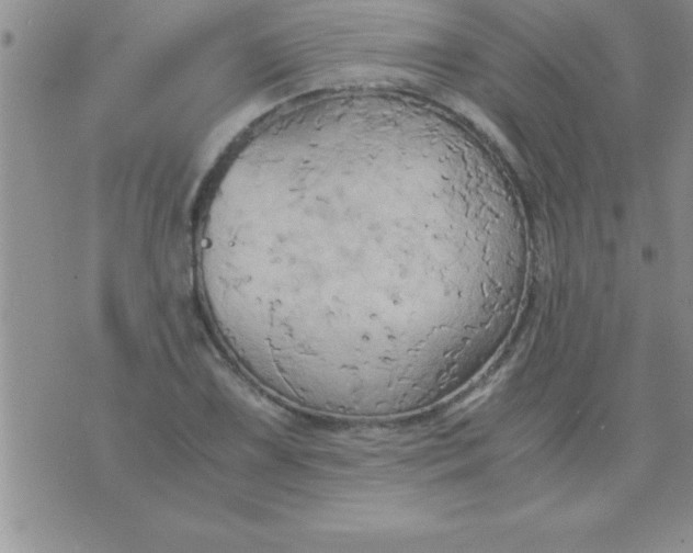 X0000075891075200610062047