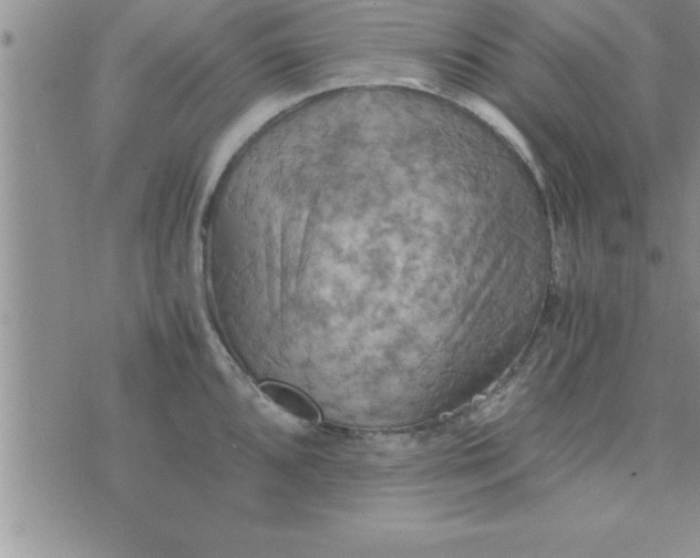 X0000075891096200610062046