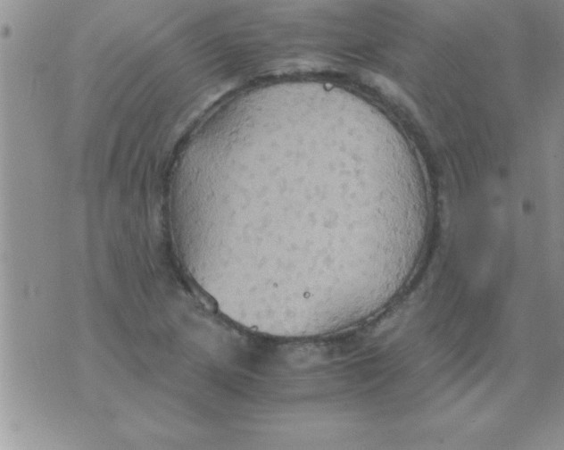 X0000075891217200610062044