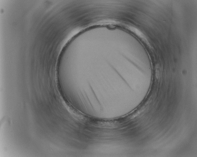 X0000075891229200610062044