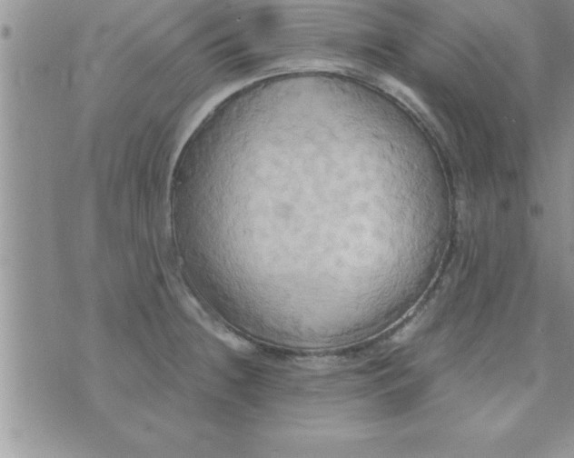 X0000075891236200610062045