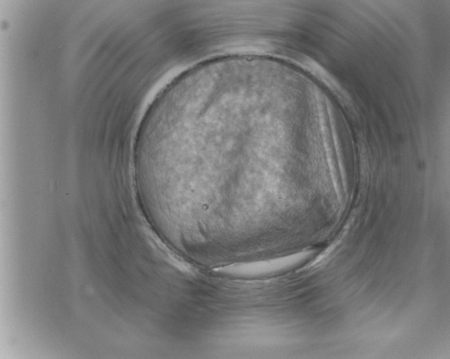 X0000075891240200610062045