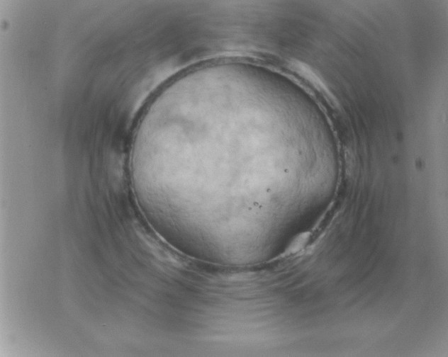 X0000075891260200610062044