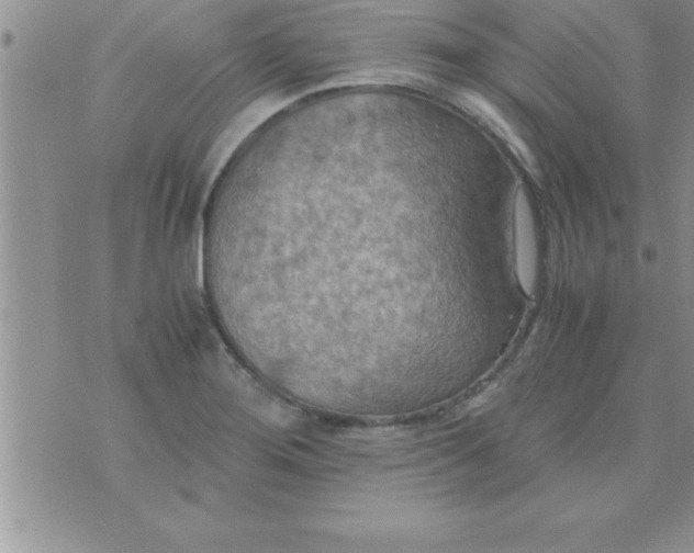 X0000075891276200610062044