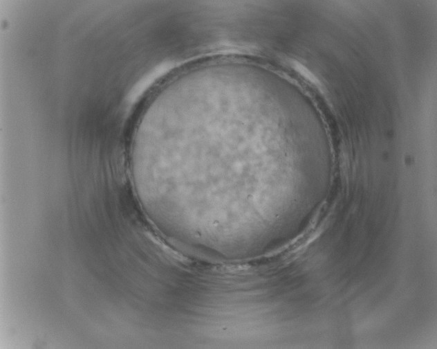 X0000075891310200610062043