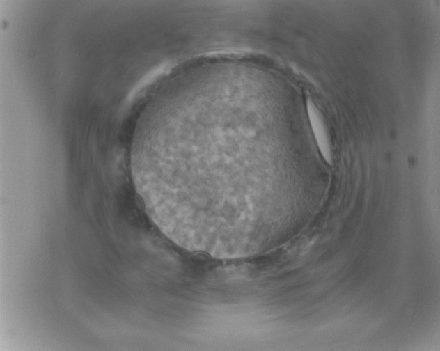 X0000075891351200610062042